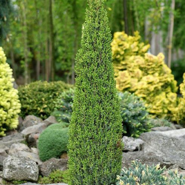 Можжевельник обыкновенный "Арнольд"