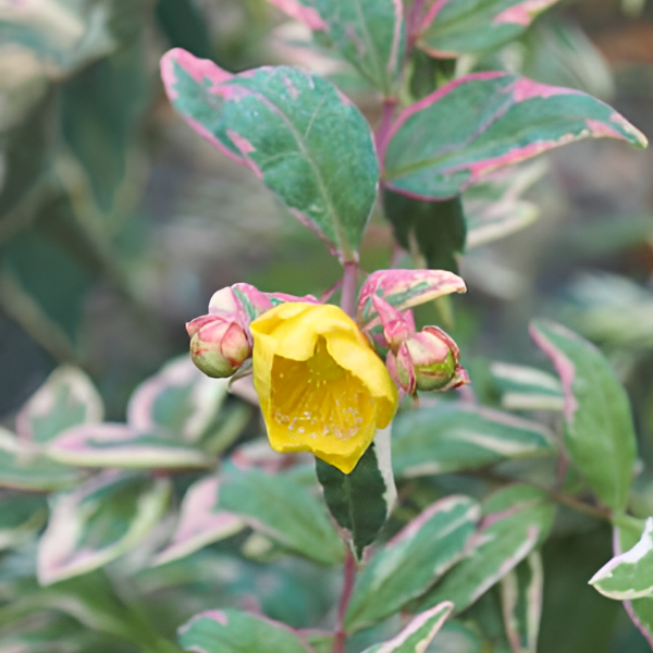 Зверобой "Мозера Триколор"