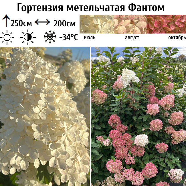 Гортензия метельчатая "Фантом"