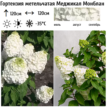 Гортензия метельчатая "Меджикал Монблан" 