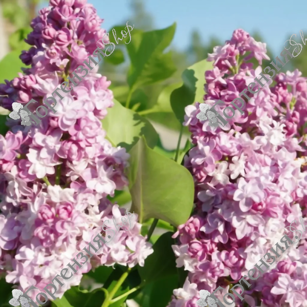 Сирень обыкновенная "Монтень"