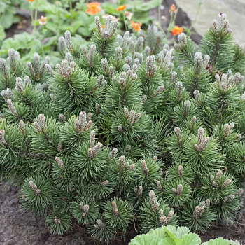 Сосна горная "Марч"  