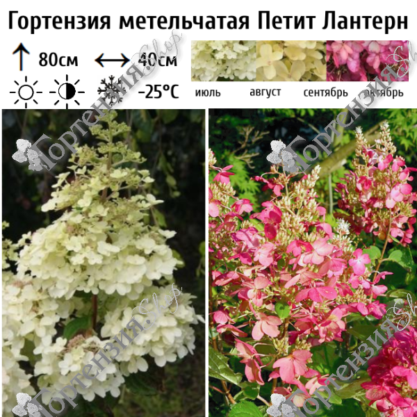 Гортензия метельчатая "Петит Лантерн"