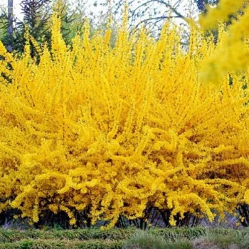 Форзиция промежуточная "Курталин" 