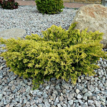 Можжевельник горизонтальный "Лайм Глоу" 