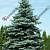 Ель