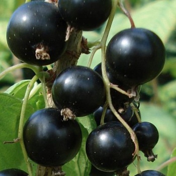 Смородина черная "Зеленая дымка" 