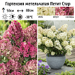Гортензия метельчатая 