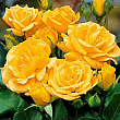 Роза флорибунда 