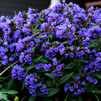 Медуница гибридная  "Блю Энсайн" 