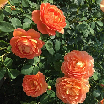 Роза флорибунда Д. Остин "Lady of Shalott" 