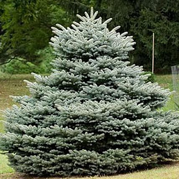 Ель колючая "Глаука Глобоза" 