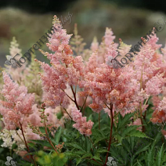 Астильба