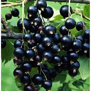 Смородина черная "Титания" 