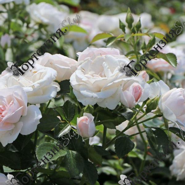 Роза полиантовая "Aspirin"