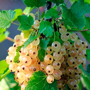 Смородина белая "Зитавия" 