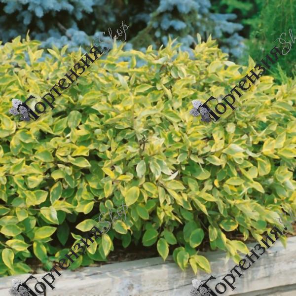 Дерен белый "Гоучаулти"