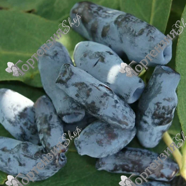 Жимолость "Бакчарская"