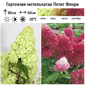 Гортензия метельчатая "Петит Флори" 